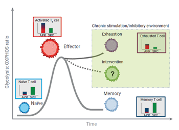 Agilent_an-xf-tcell-metabolic-profiling-kit_J_fig_s