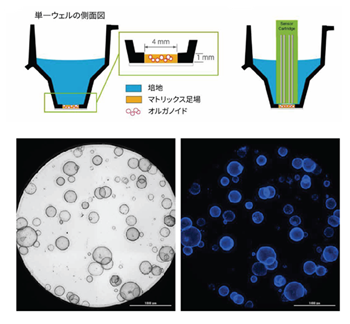Agilent_te-mitochondrial-function-organoid_J_fig_s