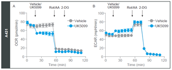 Agilent_whitepaper-glycolytic-rate_J_fig_s