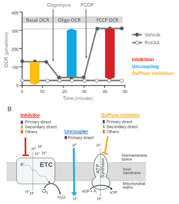 Agilent_wp-principle-of-mitochondrial-toxicity-assessment_J_fig_s