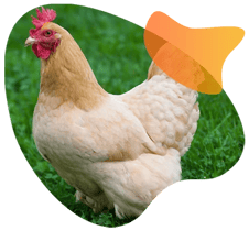 Chicken_organic_shape