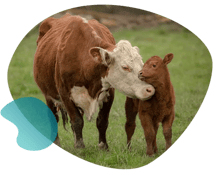 Cow_and_calf_organic_shape
