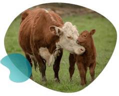 Cow_and_calf_organic_shape