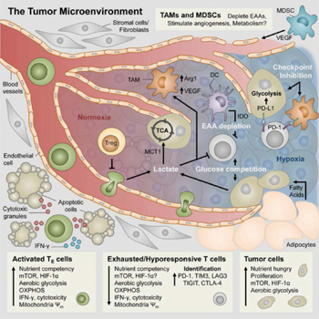 XF_Immunology Research Cell Analysis_fig_s