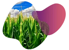 landing_page_image_corn (1) (1)
