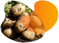 landing_page_image_potato