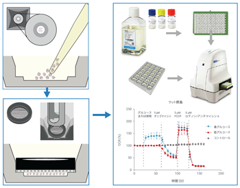 te-metabolic-analysis-islets-spheroids_J_fig_s